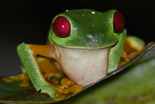 red eyed leaf frog